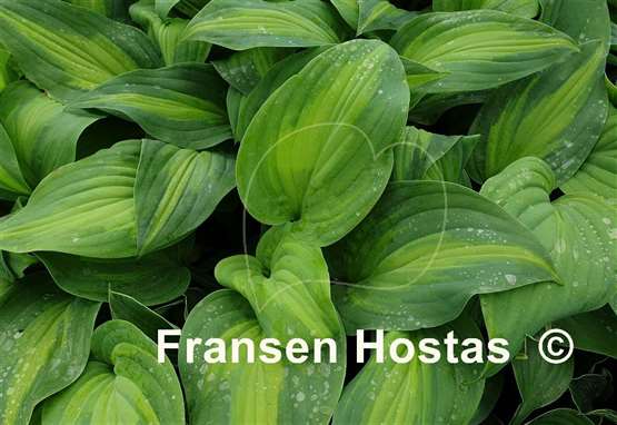 Hosta Twice as Nice